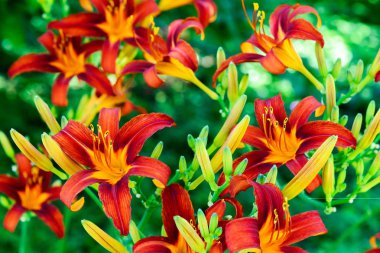Güzel parlak daylilies flowerbed üzerinde