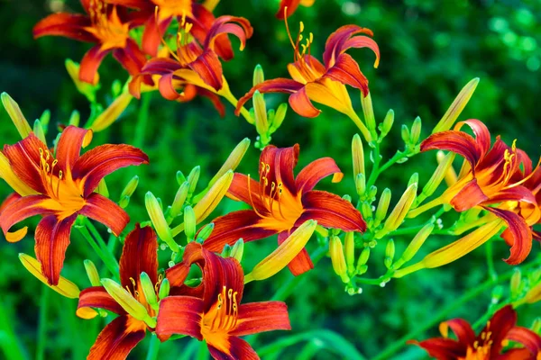 Güzel parlak daylilies flowerbed üzerinde