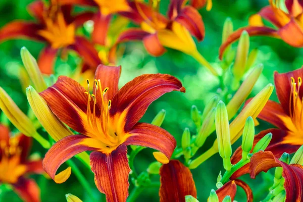 Beaux nénuphars lumineux sur le lit de fleurs — Photo