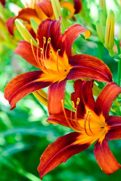 Güzel parlak daylilies flowerbed üzerinde