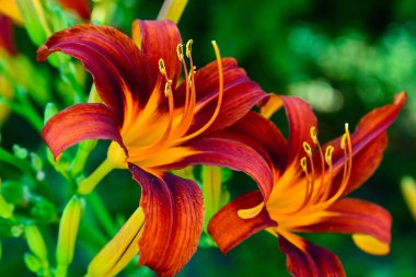 Güzel parlak daylilies flowerbed üzerinde. Açık havada