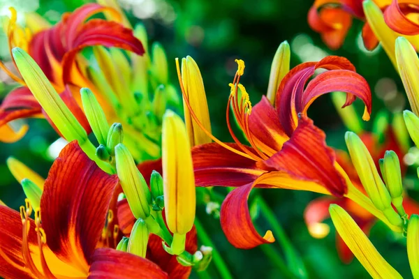 Güzel parlak daylilies flowerbed üzerinde. Açık havada