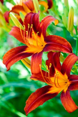 Güzel parlak daylilies flowerbed üzerinde