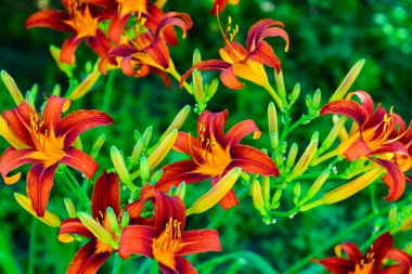 Güzel parlak daylilies flowerbed üzerinde