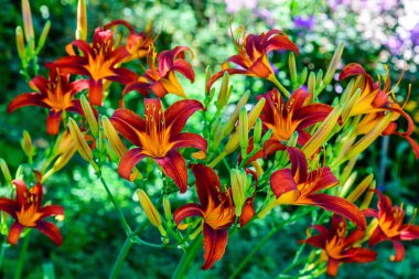 Güzel parlak daylilies flowerbed üzerinde. Açık havada
