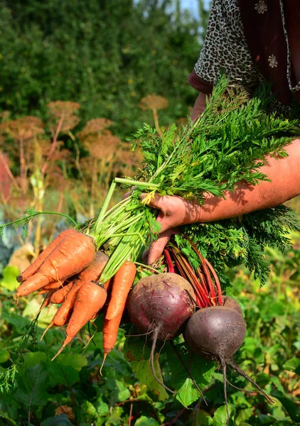 Birkaç havuç ve pancar kadın el ele tutuşur
