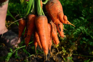 Eller havuç bir avuç tutun. Açık havada