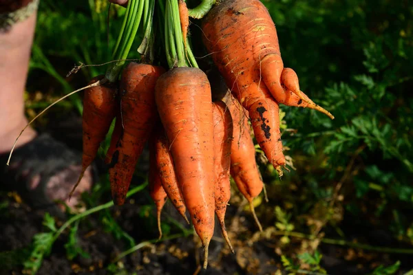Eller havuç bir avuç tutun. Açık havada