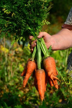 Havuç bir grup kadın el ele tutuşur