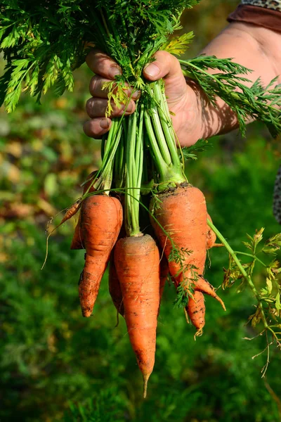 Havuç bir grup kadın el ele tutuşur