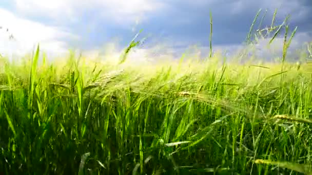 雷雨の前に緑のライ麦畑。ロシア — ストック動画