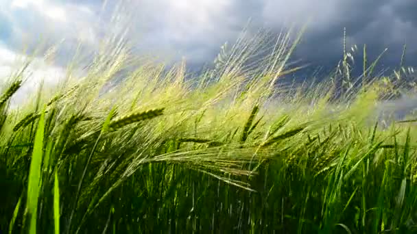 Campo di segale verde prima del temporale. Russia — Video Stock