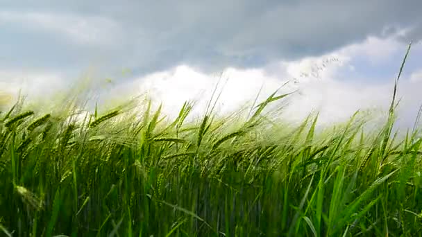 Field of green rye before thunderstorm. Russia — Stock Video