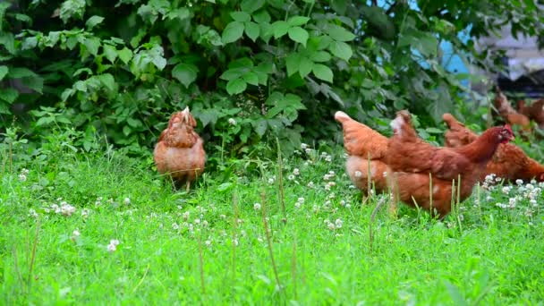 Les poulets rouges mangent de l'herbe dans la cour 