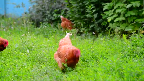 Czerwony kury jedzą trawę na dziedzińcu — Wideo stockowe