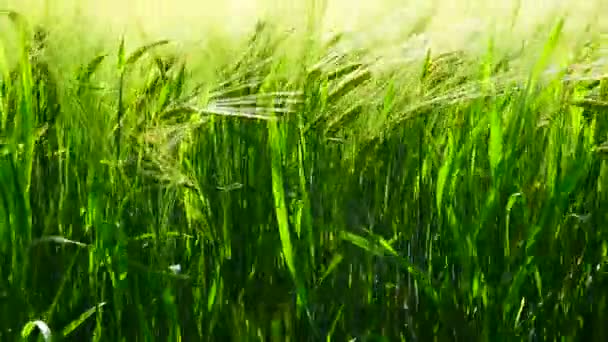 Зелені вуха жита ширяють у вітрі. крупним планом — стокове відео