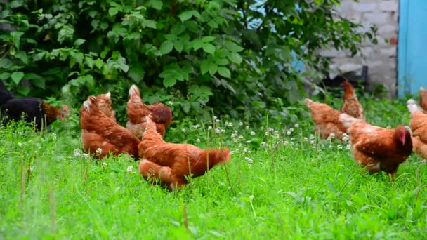 Les poulets rouges mangent de l'herbe dans la cour 