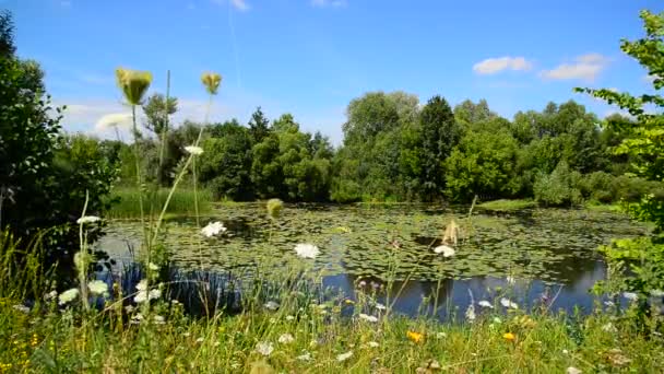 Naturaleza de la parte central de Rusia en verano. Enfoque frontal — Vídeos de Stock