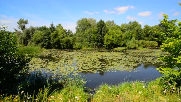 Naturen av centrala delen av Ryssland på sommaren. Främre fokus — Stockvideo