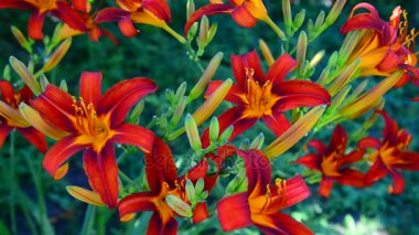 Güzel parlak daylilies flowerbed üzerinde