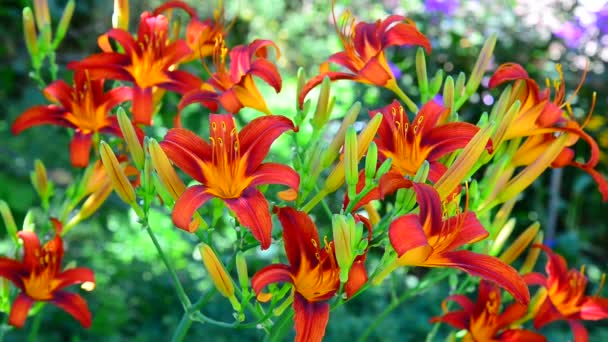 Güzel parlak daylilies flowerbed üzerinde — Stok video