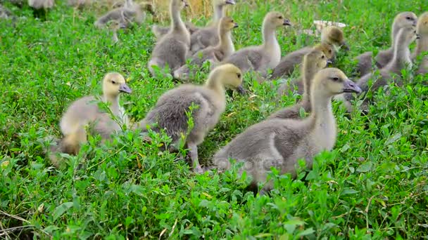 Goslings tweak the grass in yard — Stock Video