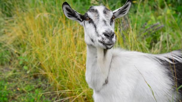 Koza biała bez rogi w przyrodzie — Wideo stockowe