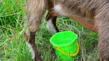 kadın açık havada bir keçi sağım. Rusya