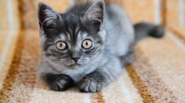 kanepede İskoç cins yavru kedi yalanlarla üç aylık olacak