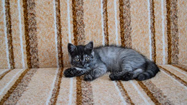Three-month-old crossbred with Scottish breed kitten lies on couch — Stock Video