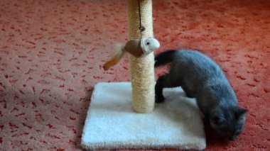 Gri İskoç yavru kedi oyuncakla oynamak