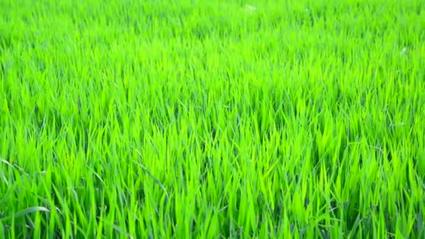 Young sprouts of wheat close-up — Stock Video