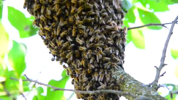 O enxame de abelhas na ameixeira — Vídeo de Stock