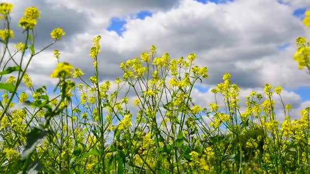 Gelbe Barbarea vulgaris aus nächster Nähe gegen den Himmel — Stockvideo