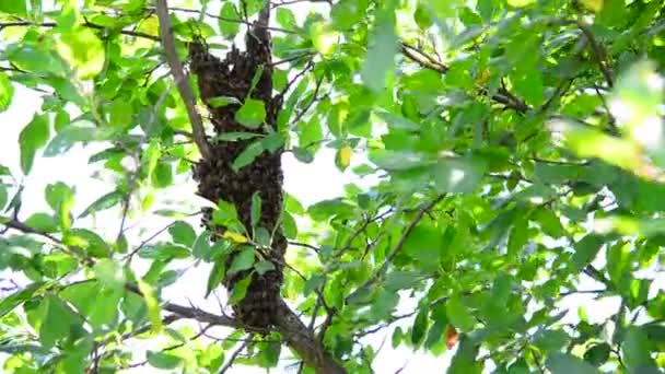 El enjambre de abejas en el ciruelo — Vídeo de stock