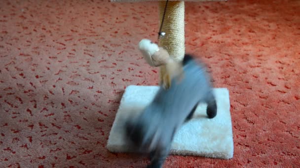 Šedá skotský kotě hraje s hračkou — Stock video