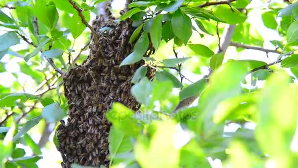 Včelí roj na stromě švestky — Stock video