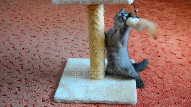 Grijze Schotse kitten spelen met speelgoed — Stockvideo