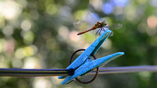 Dragonfly zit op wasknijper. Buitenshuis — Stockvideo