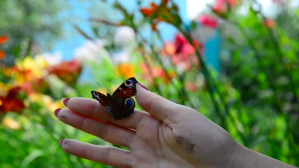 Mujer libera la mariposa de su mano — Vídeos de Stock