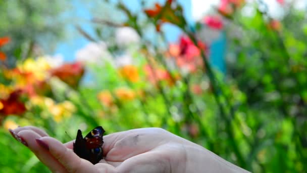 Mujer libera la mariposa de su mano — Vídeo de stock