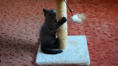 Gri İskoç yavru kedi oyuncakla oynamak