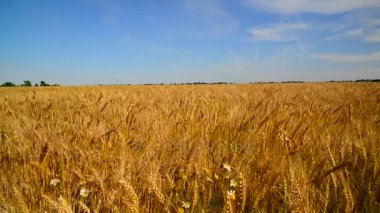 Olgun buğday güçlü rüzgarda sallandı. Rusya