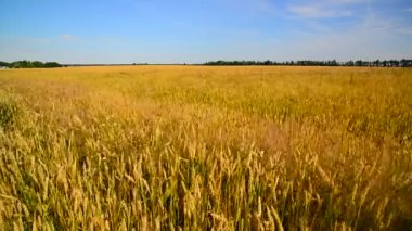 Olgun buğday güçlü rüzgarda sallandı. Rusya