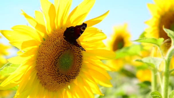 Motýl na květu slunečnice v poli — Stock video