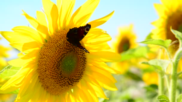 Mariposa sobre una flor de girasol en el campo — Vídeos de Stock