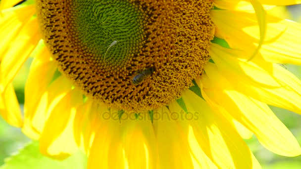 Bee on a flower of a sunflower — Stock Video