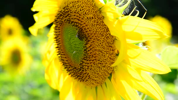 Ape su un fiore di un girasole — Video Stock