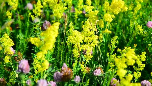 Verschiedene Kräuter und Blumen auf der Wiese in Nahaufnahme, Russland — Stockvideo