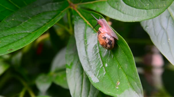 Snail is creeping on green leaf. — Stock Video